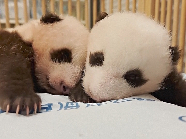 Panda Population in Hong Kong Triples with Birth of Twin Cubs