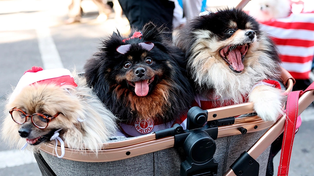 New York City hosts a costumed dog parade in honor of Halloween