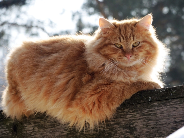 Scientists: Cats memorize words faster than children