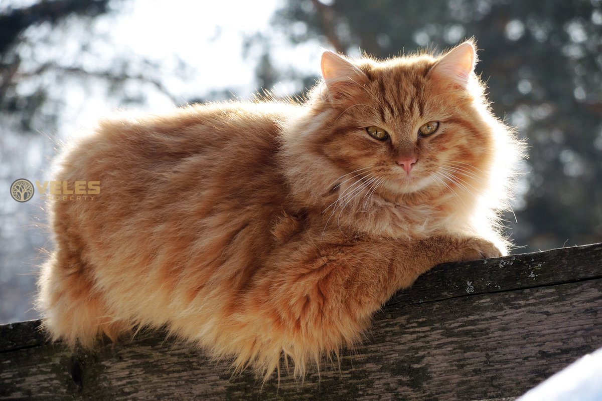 Scientists: Cats memorize words faster than children